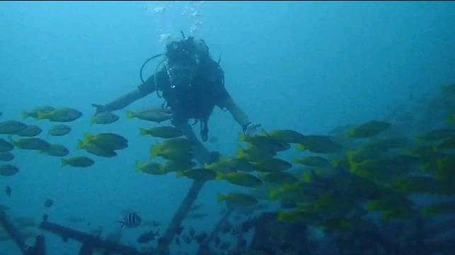 菜尾蝗VLOG之沙巴仙本那马布岛潜水遇见鱼群，第四潜，潜入深蓝