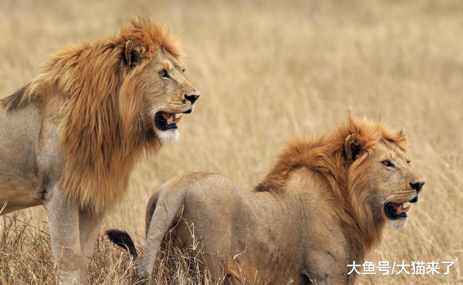 狮、虎和美洲虎狩猎行为学比较，揭示三大猫科的解剖学差异 - 知乎