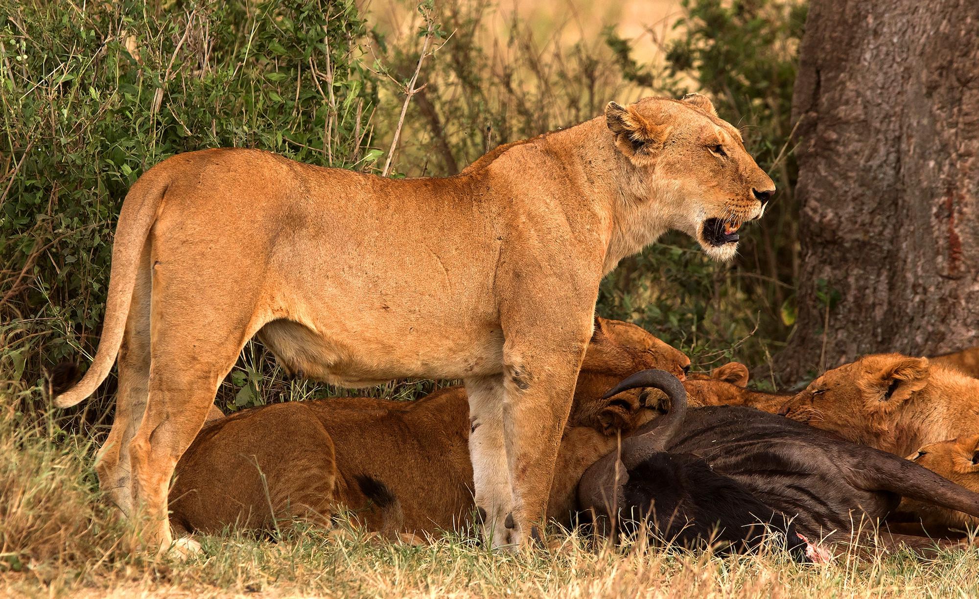狮子吃他的肉的份额 — 图库矢量图像© blueringmedia #80478202
