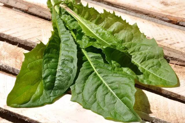 蒲公英是春天的“排毒草” ，中医教你3种吃法，帮你养好肝