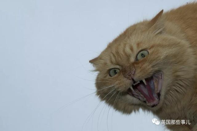 硬核猫金属摇滚猫这群喵星画风蜜汁凶萌啊