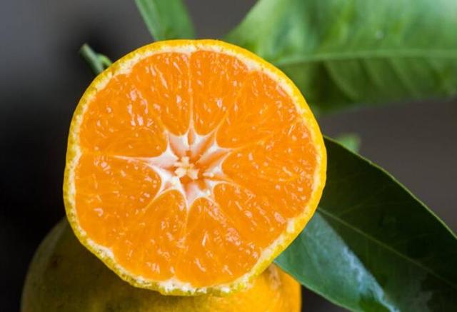 橘子喝茶APP使用全攻略：新手入门指南