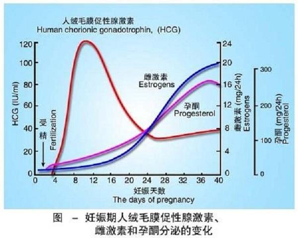 Hcg