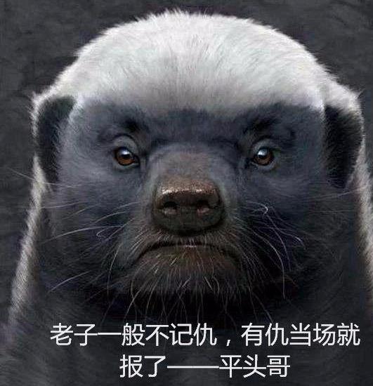 平头哥蜜獾到底有多强，平头哥为什么会火