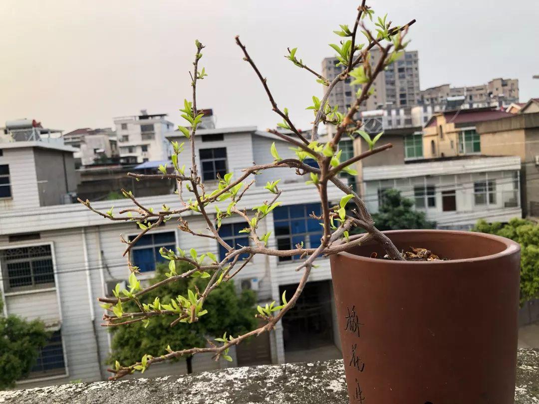 给花狠心剃光头新芽呼呼冒1年变老桩