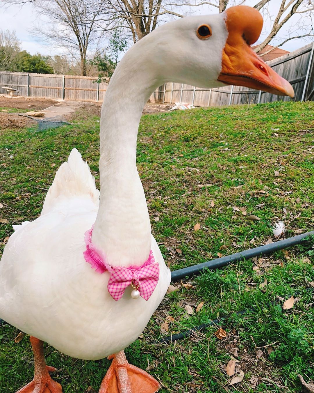 谁说农场动物不能当宠物养的,饲养鸡鸭鹅已经成为了新趋势|鹅|宠物|农场_