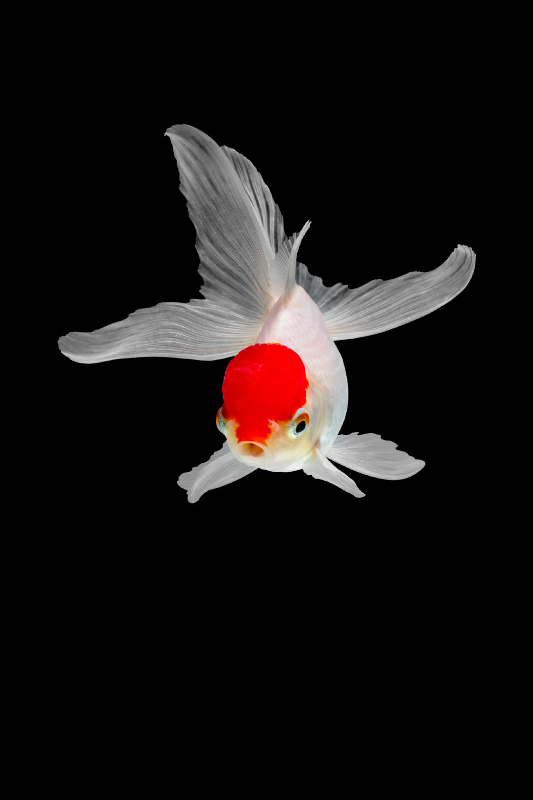 中国图库-动物-金鱼悠悠壁纸