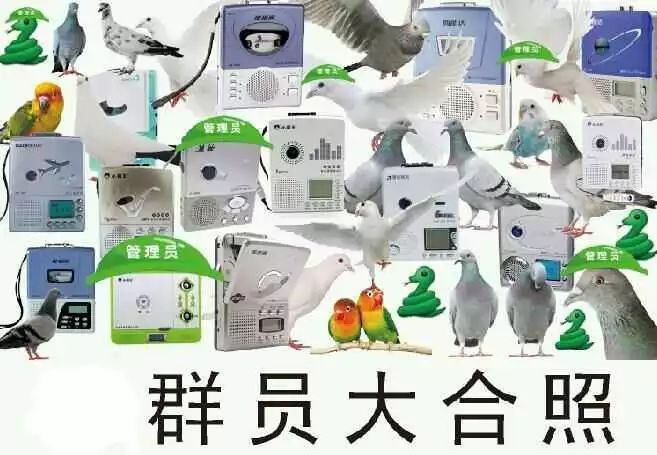 复读机、柠檬精、鸽子王、真香怪,人类本质争霸赛冠军花落谁家?