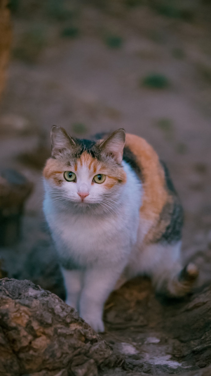 一波猫主子萌萌哒的高清壁纸来袭 @喵呜不停