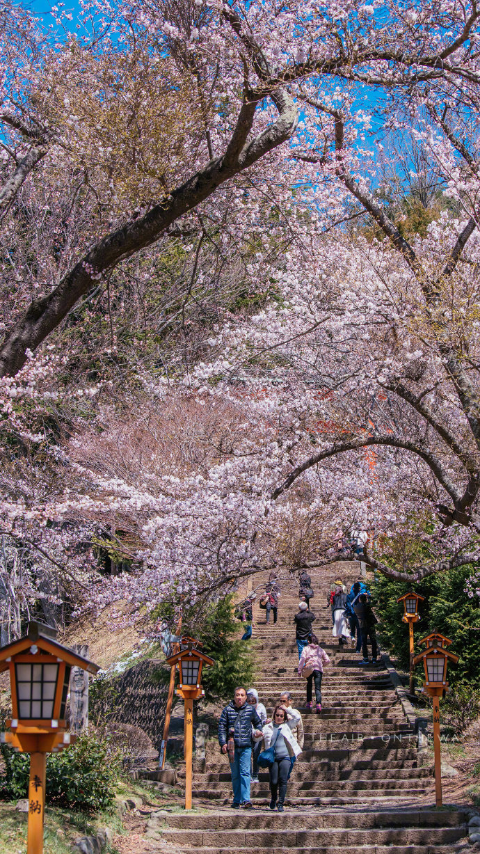 新仓富士浅间神社75是观赏樱花与富士山的绝佳地点之一