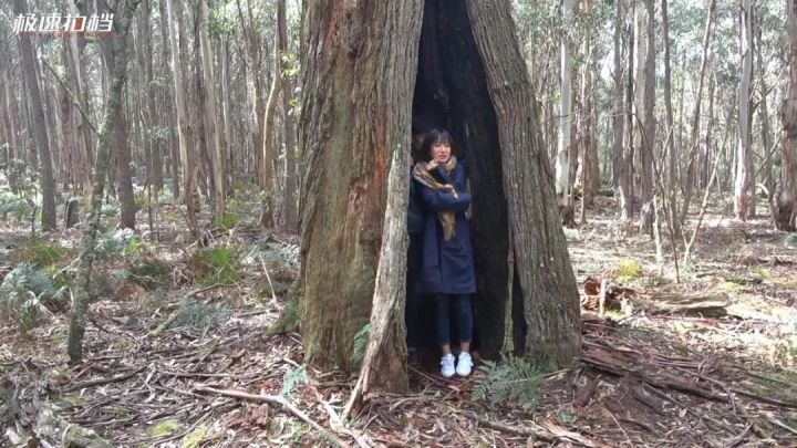 最强陆巡 VS 不死海力士！谁才是丰田越野王？