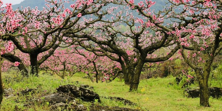 美文诵读:相思桃花雨(原创)