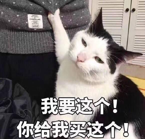 盘点:表情包里常见的网红猫咪们