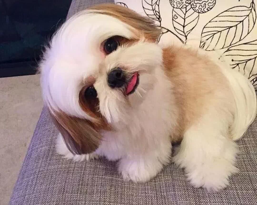 狗毛特别长的4种狗 最后一种狗狗很特别 名字