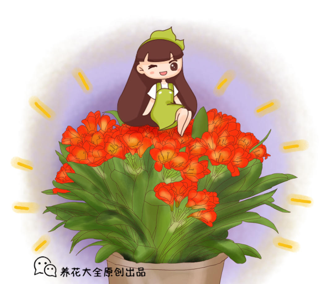 在家养护君子兰，学会这5个技巧，想不开花都难！