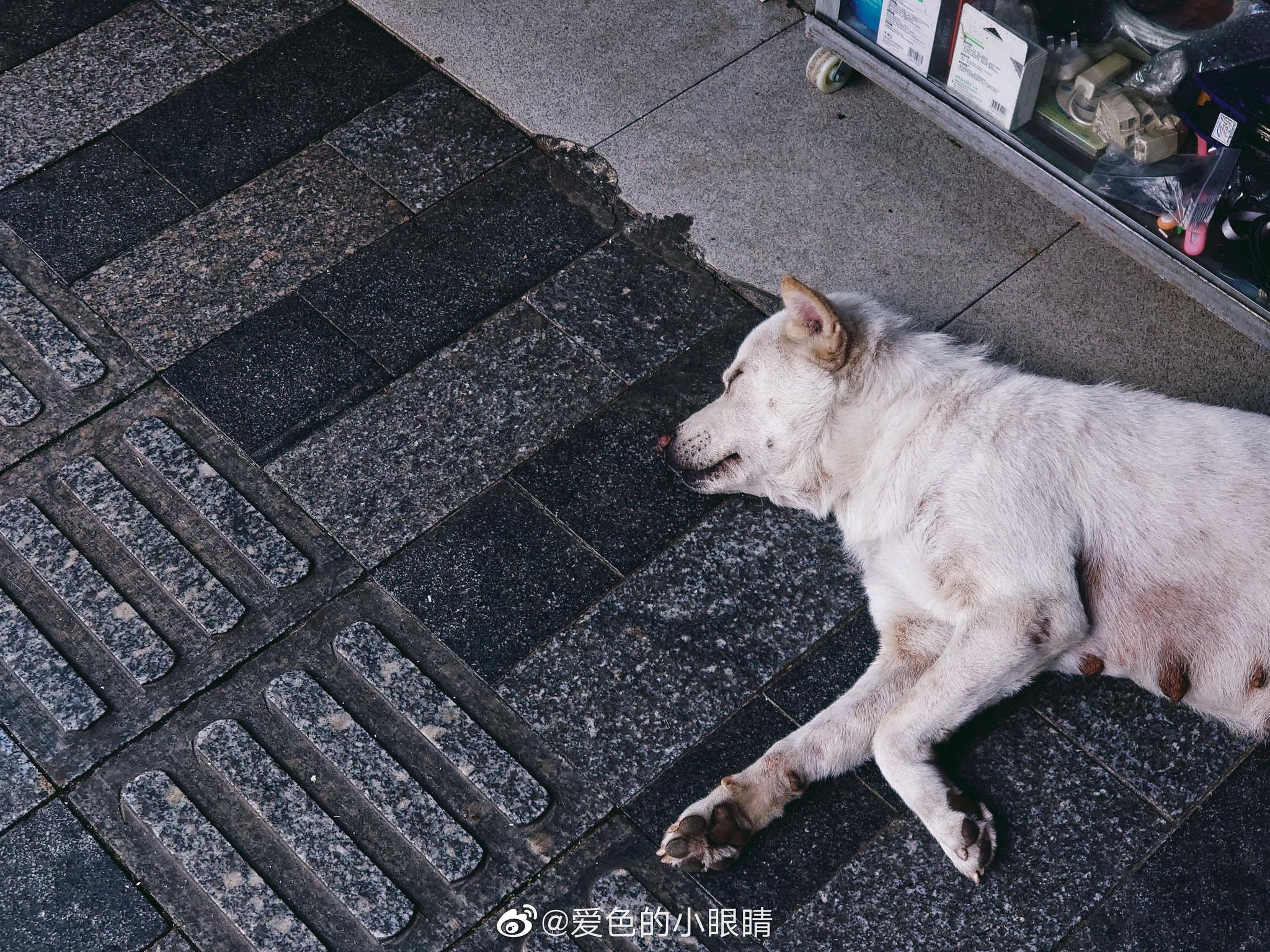 现在这热出油的天气 猫猫狗狗们都顶不顺了 还是躺躺舒服一下吧 猫猫 出油 狗狗 新浪新闻