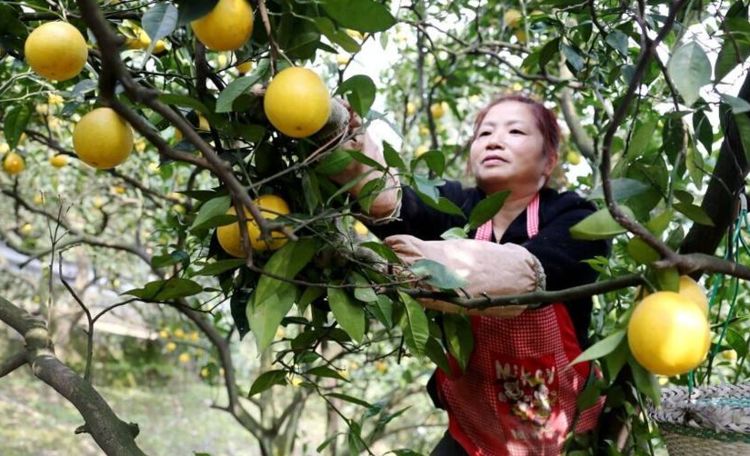 农民种植一种像橘子的水果,果皮可卖30元一斤,年赚几十万!