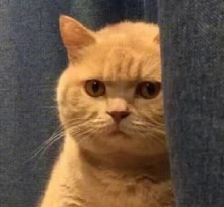 盘点:表情包里常见的网红猫咪们