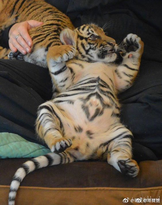 老虎宝宝的肚皮,看上去好好摸