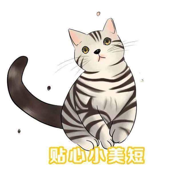 英短好还是美短好最难选择题来了