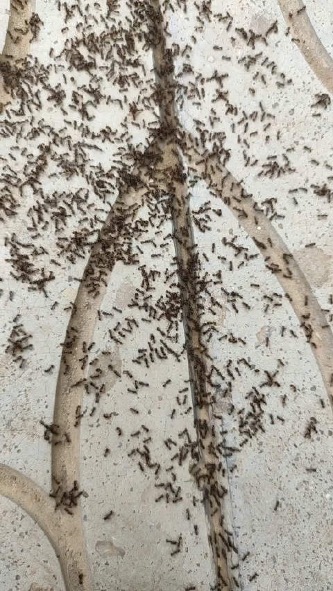 蚂蚁打架的现场视频