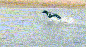 狗:只要我跑得够快,重力就追不上我,牛顿:我说了地球不归我管