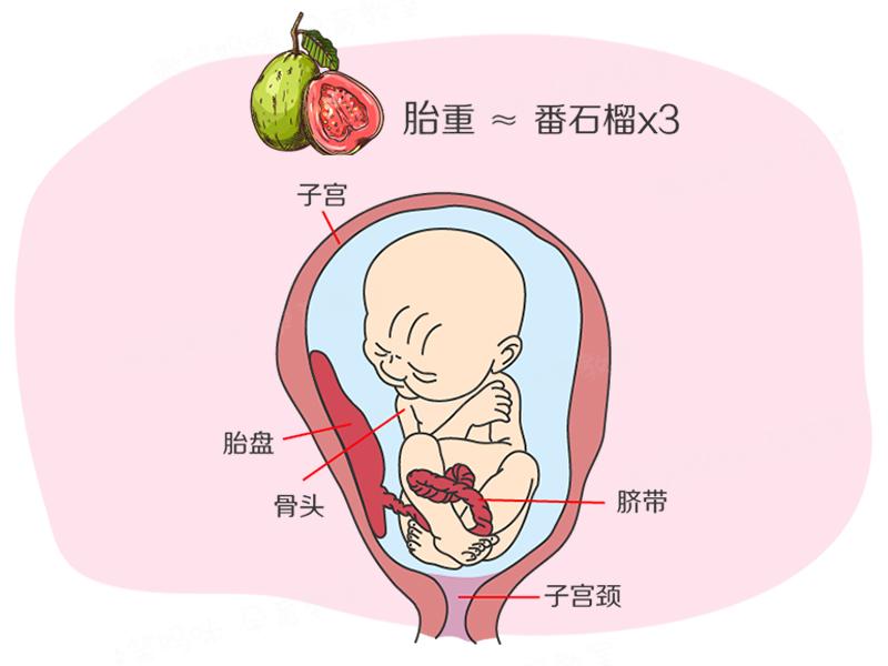 孕期40周指南怀孕第29周胎儿大脑和内脏器官继续发育