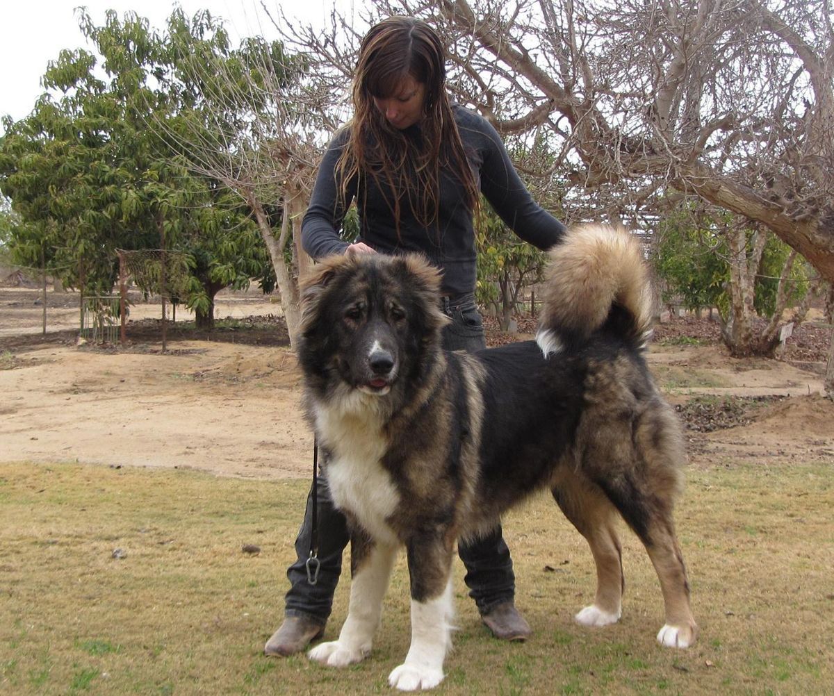 来自巴尔干半岛的斗犬人称棕熊犬与高加索犬神似但性情暴烈