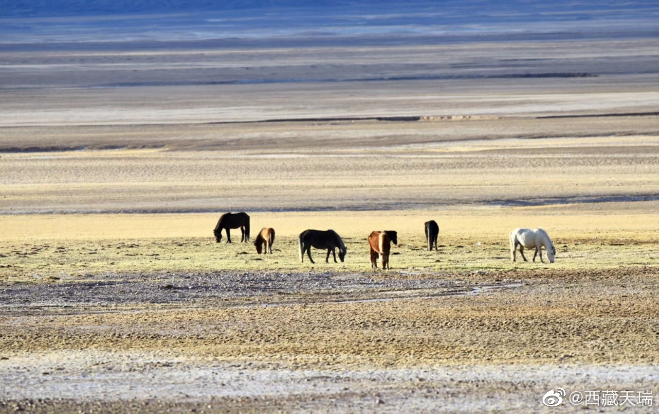 阿里这几年是大热的旅游地,有个别称“阿里无人区”
