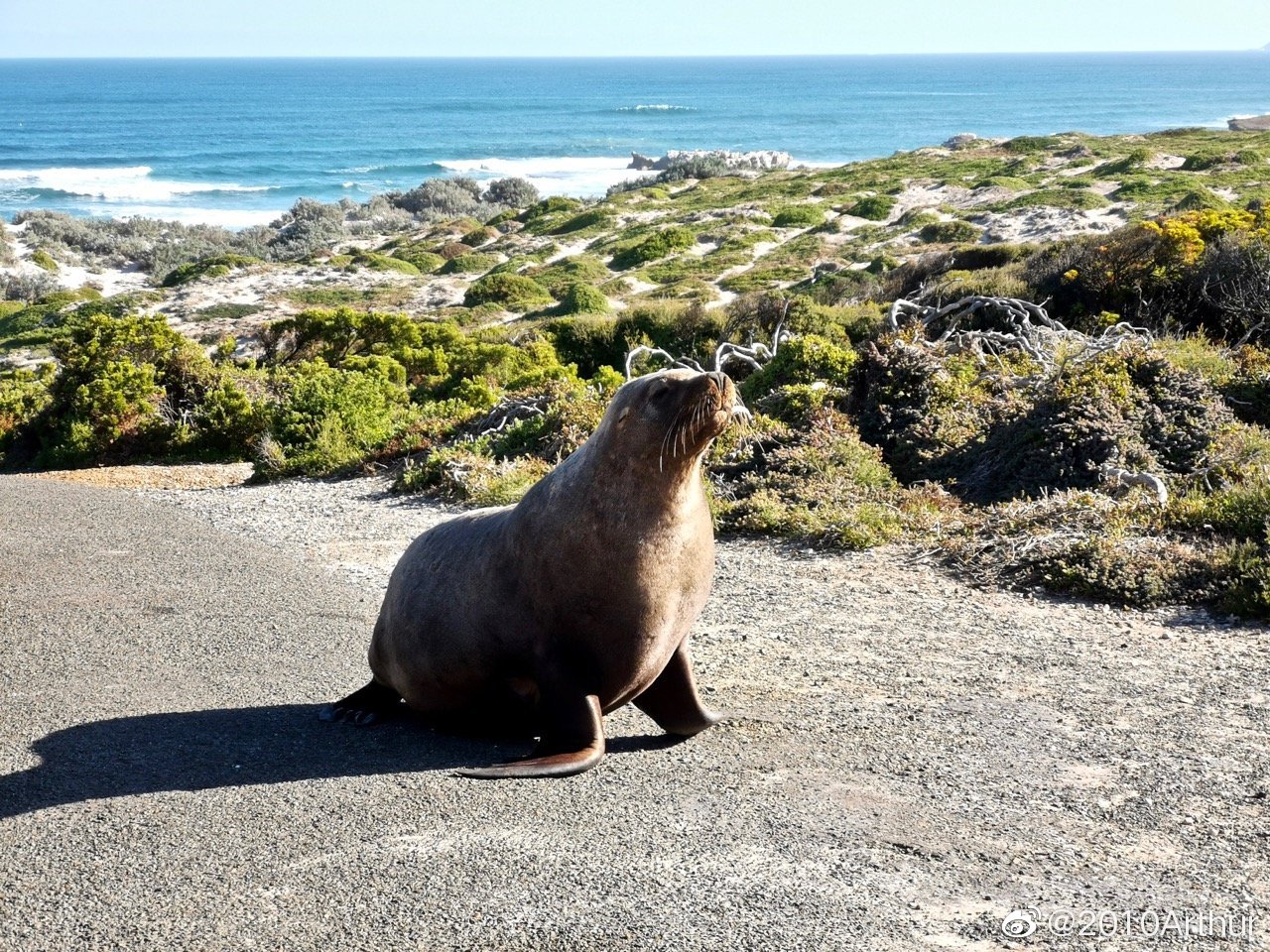 军人口述夜狸猫事件_夜狸猫事件图片大全(3)