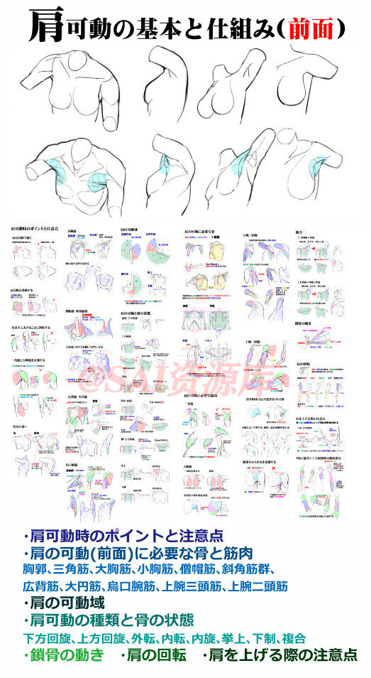 男女肩膀绘画参考资料 自己收藏 转需 作者 工房 肩膀 绘画 新浪新闻
