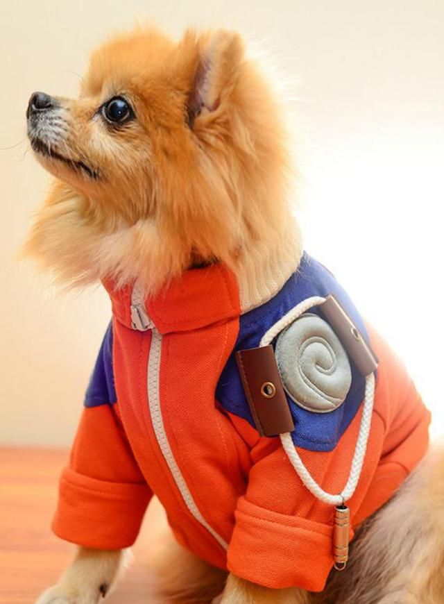 铲屎官肯定是火影忍者粉丝,这是打算把汪星人训练成忍犬