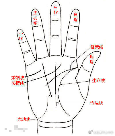 手相中最主要的三条线,感情线,智慧线和生命线.男人左手代表自己