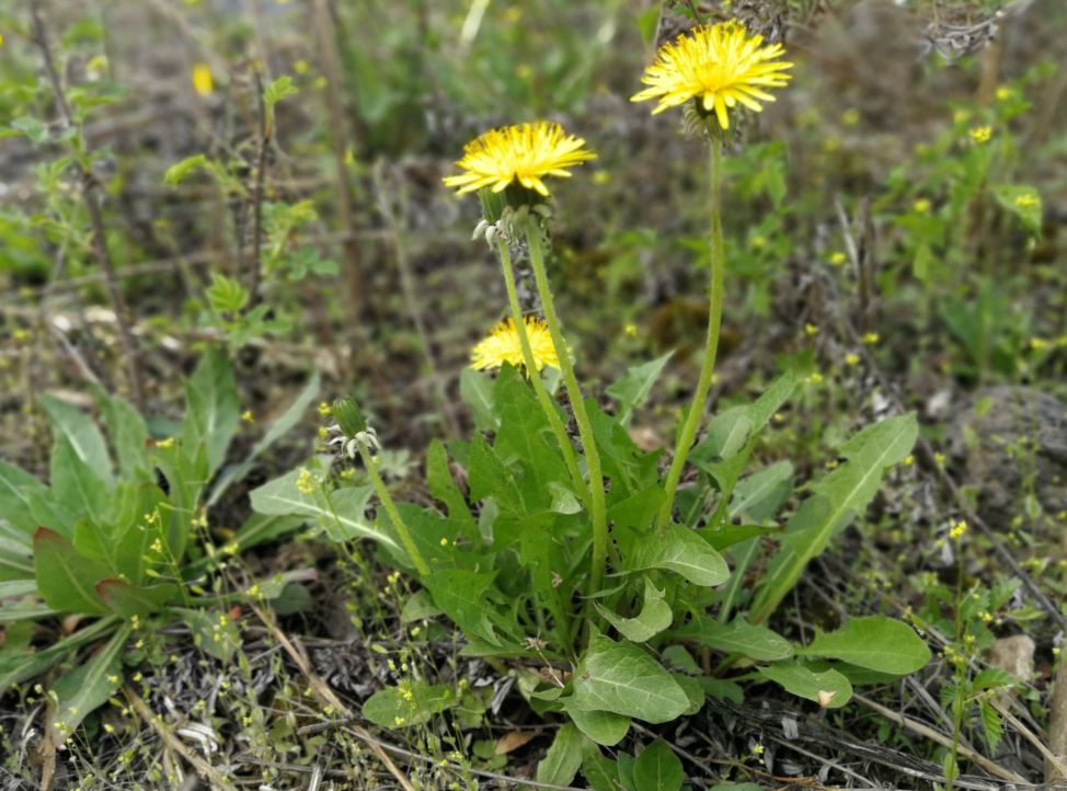 农村的婆婆丁，可是“下火草”，春季挖一点，还能泡水当茶喝!