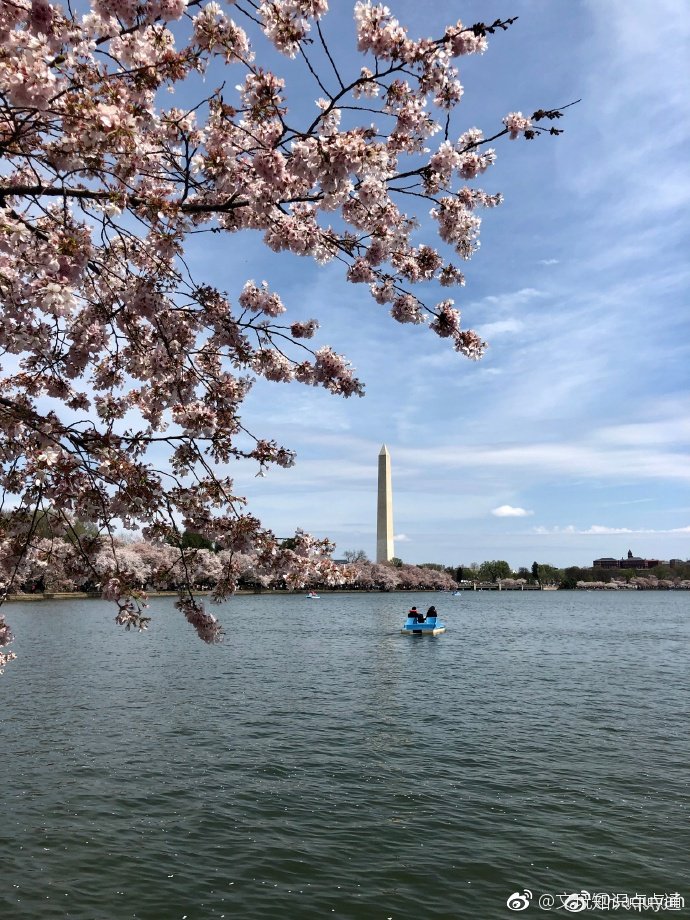 美国华盛顿DC樱花节······上出现了一位推销手串的假和尚跨国营销啊|假和尚|樱花节|手串_新浪新闻