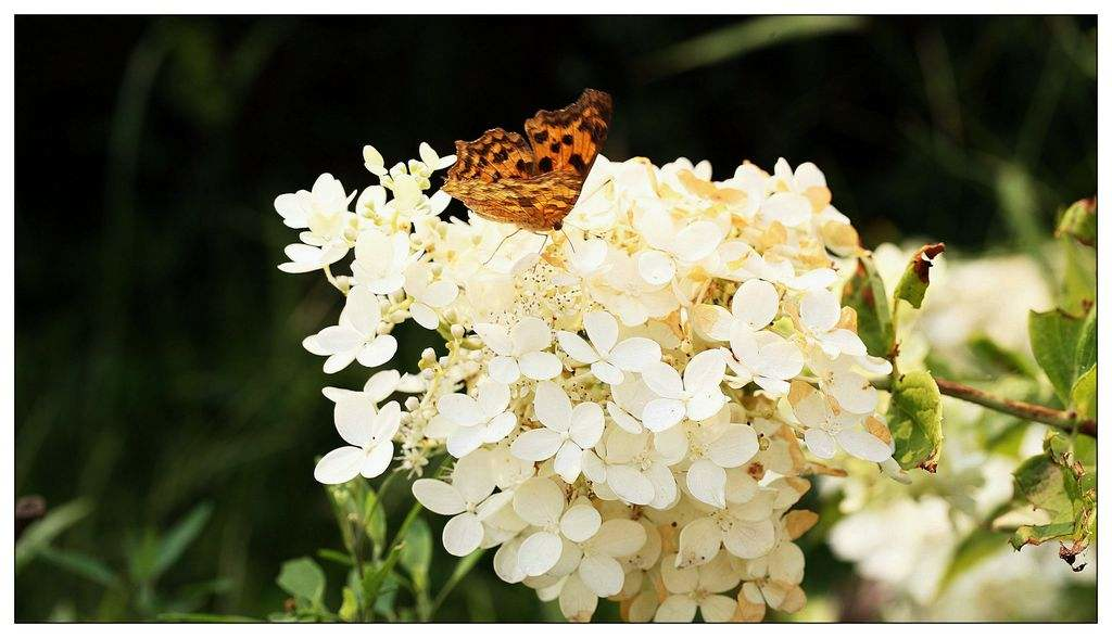 绣球花诗词精选一十二首 高枝带雨压雕栏，一蒂千花白玉团