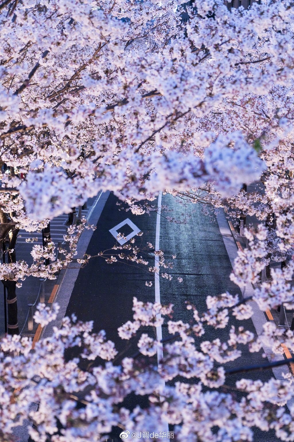 日本东京千鸟渊公园樱花盛开 民众泛舟赏樱如仙境