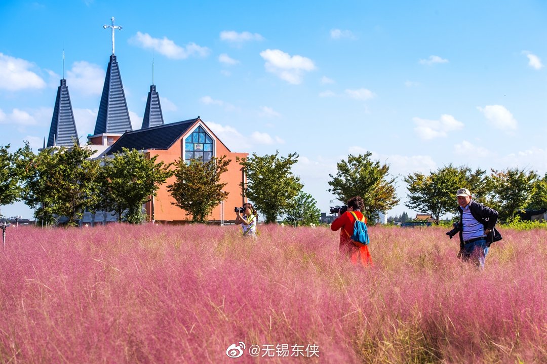 无锡鹅湖玫瑰园粉黛乱子草花园教堂前.等待你有一个浪漫的邂逅