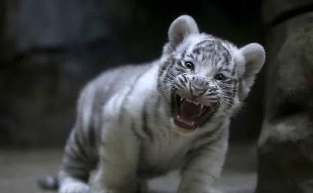 小老虎装凶吓唬游客,游客不害怕反而哈哈大笑,小老虎的表情笑翻