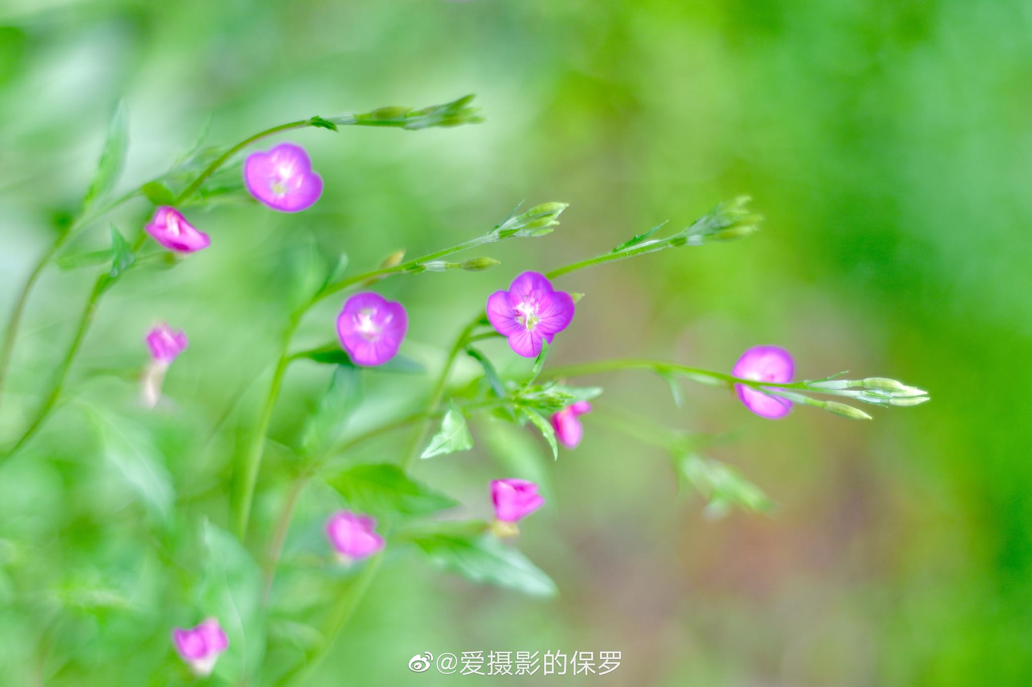 月见草图片_园林的月见草图片大全 - 花卉网