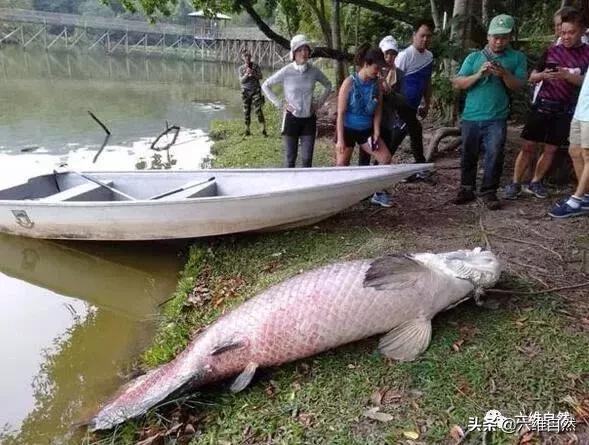 来源不明,死因待查|马来西亚|巨骨舌鱼|淡水鱼_新浪网