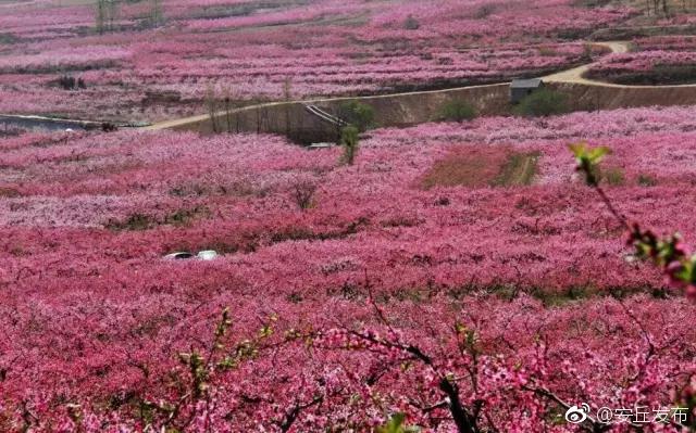 第十一届2019中国(安丘)辉渠桃花节将于4月5日
