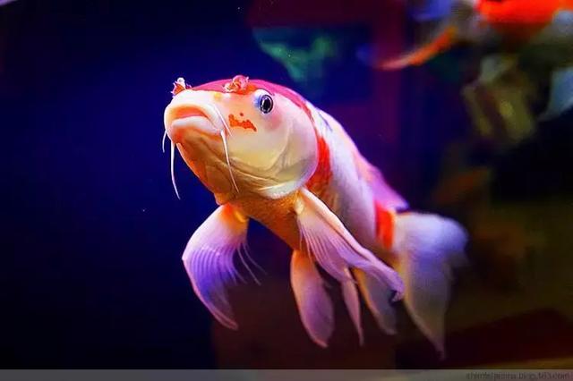 饱倍儿年会定三亚，狂欢三天，诚意满满！