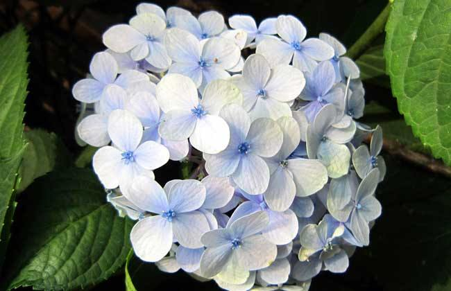 绣球花诗词精选一十二首 高枝带雨压雕栏，一蒂千花白玉团