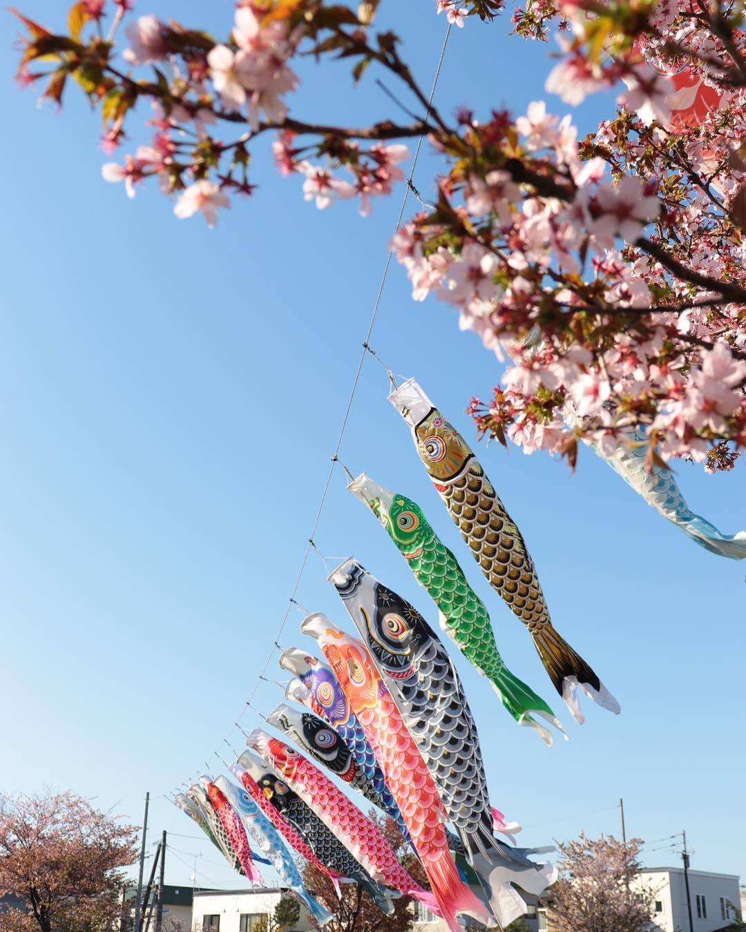 今天是日本的儿童节(こどもの日)鲤鱼旗早早就出现在各个角落满满