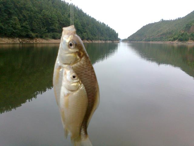 完胜丁香油作自制小药,和蚯蚓v丁香后钓鱼,所有钓鱼冬季钓鱼饵料丁香花吉他谱大伟吉他谱图片
