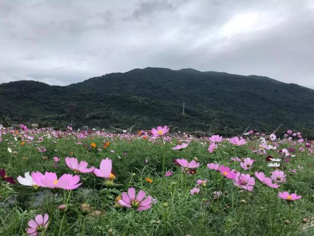 三亚水稻国家公园获“中国最佳新型旅游项目奖”提名奖