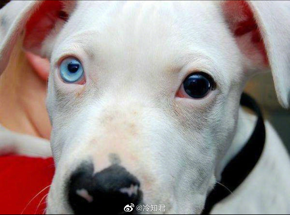 异瞳电影 新浪网