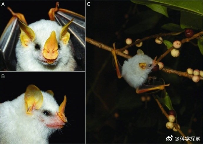 蝙蝠生态特征与文化寓意 蝙蝠为什么叫盐老鼠