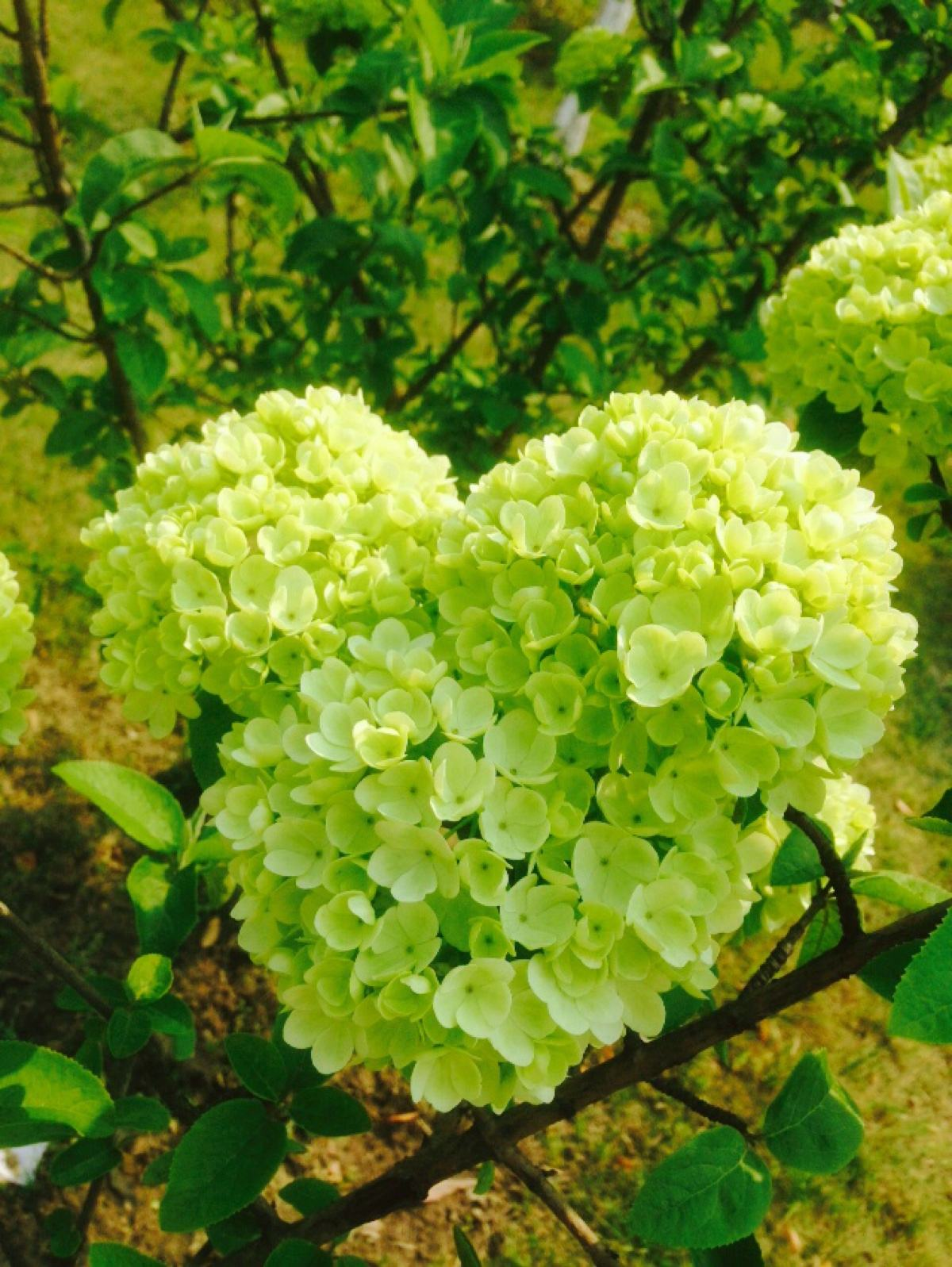 绣球花诗词精选一十二首 高枝带雨压雕栏，一蒂千花白玉团